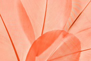 Closeup of delicate pink beige feathers, as natural textures and soft gradients of light and shadow. Photo for trendy design projects, natural beauty concepts, abstract biological artistic background © yrabota