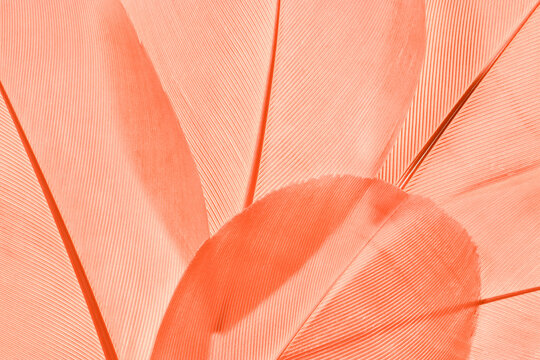 Closeup of delicate pink beige feathers, as natural textures and soft gradients of light and shadow. Photo for trendy design projects, natural beauty concepts, abstract biological artistic background