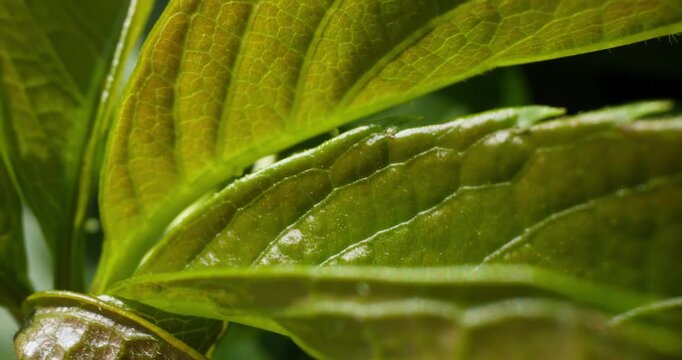 Slow motion macro tracking shot of green leaves unfolding and glistening on plant in greenhouse garden close up reveal of glossy veined surface with morning dew movement.