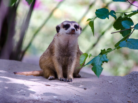 A slender-tailed mongoose sitting under the shade of a tree