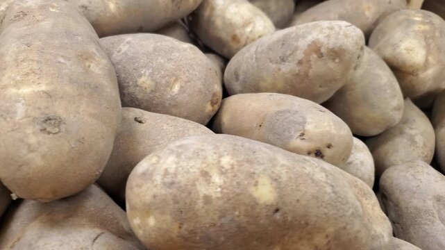 Fresh raw russet potatoes in wooden grocery bin close up
