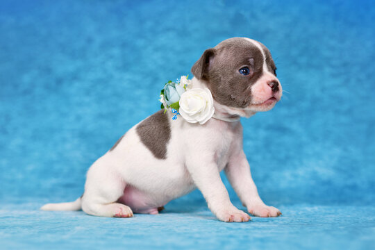Pied young dog puppy with flower collar on blue studio background