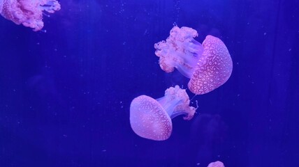 Spotted Jellyfish © MICHAEL