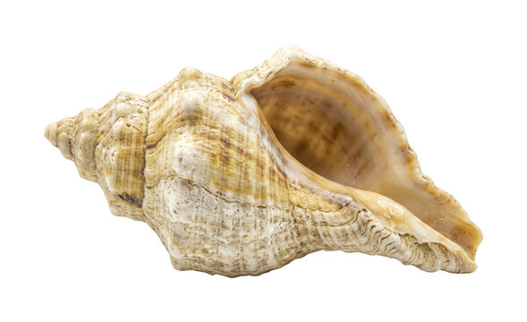 Textured seashell png Ocean seashell cutout Marine conch png Spiral shell cutout Vintage seashell png Realistic conch cutout Natural shell isolated transparent background image
