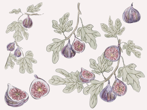 Watercolor Fig Branches and Fresh Figs Botanical Collection