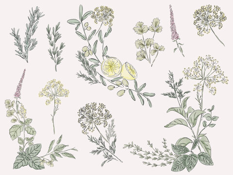 Watercolor Mediterranean Herbs and Botanical Plants Collection