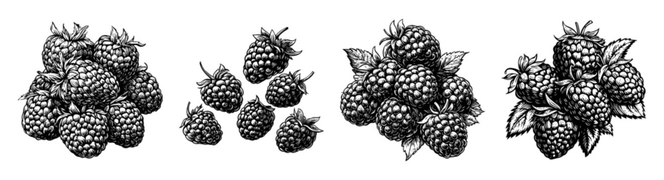 Hand-drawn Raspberry Illustrations in Vintage Style for Design Use
