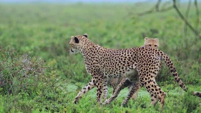 Slow Motion Cheetah Cub Pouncing on Mother, Family with Cheetahs Cubs in Africa in Serengeti National Park in Tanzania, Cheetahs in the Plains on African Wildlife Safari Animals Game Drive