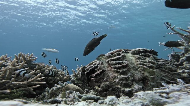 A dark reef fish swims headfirst toward an open giant clam and vanishes behind it, creating the illusion of being swallowed as tropical fish cross a sunlit Maldives coral reef.