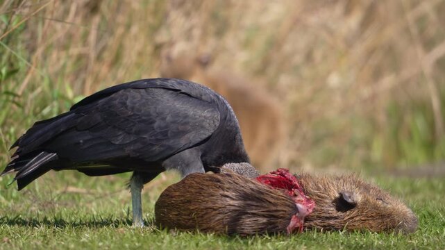 American black vulture Coragyps atratus feeds on a capybara carcass on short grass, revealing raw flesh in bright daylight.