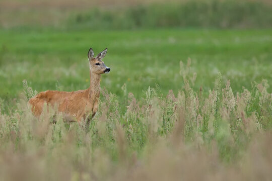 Roe deer in a clearing