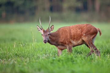 Red deer in a clearing © Janusz