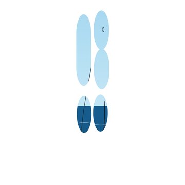 Isolated vector chromosomes with centromere illustration