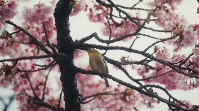 Japanese White-eye (Mejiro) perches among branches of blossoming pink cherry trees along the Itokawa River in Atami, its yellow-green plumage and white eye ring standing out against the soft blossoms.