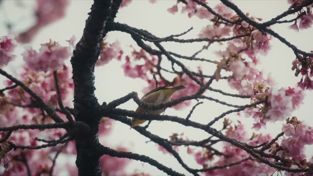A Japanese White-eye (Mejiro) hangs upside down while feeding on pink cherry blossoms along the Itokawa River in Atami, Japan, its yellow-green plumage standing out against the delicate flowers.