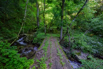 Fotobehang Groen Scenic landscape view of a small wooden bridge or path crossing a flowing stream in a lush green forest in spring  © Shohei Kannauchi