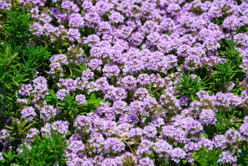 Obraz premium Scenic landscape view of a dense carpet of blooming purple and pink flowers with green foliage in spring