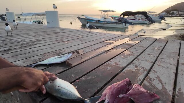 Tilt-up shot of a fisherman cleaning and preparing fresh fish on a wooden dock at sunset, with birds flying over the Caribbean Sea, Gran Roque, Venezuela