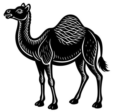 camel cartoon illustration