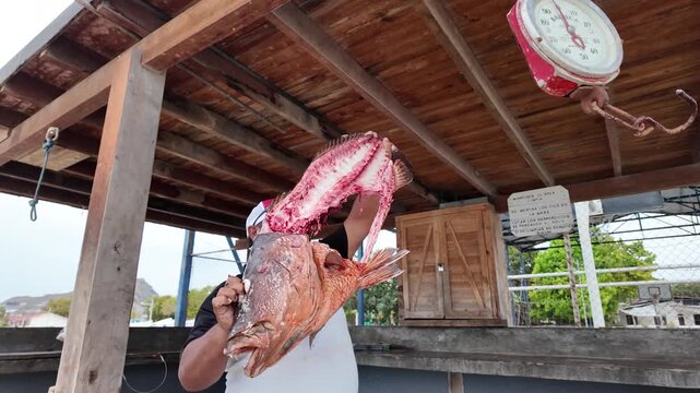 Authentic handheld shot capturing professional fisherman weighing freshly caught snapper fish remains on traditional scale at rustic coastal dock. Marine resource utilization and sustainable fishing