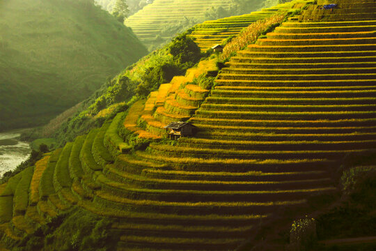 Golden ripe rice terraces in Mu Cang Chai, Vietnam. Iconic autumn landscape and famous travel destination.