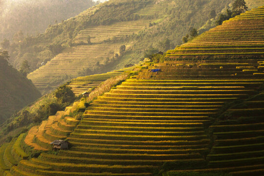 Golden ripe rice terraces in Mu Cang Chai, Vietnam. Iconic autumn landscape and famous travel destination.