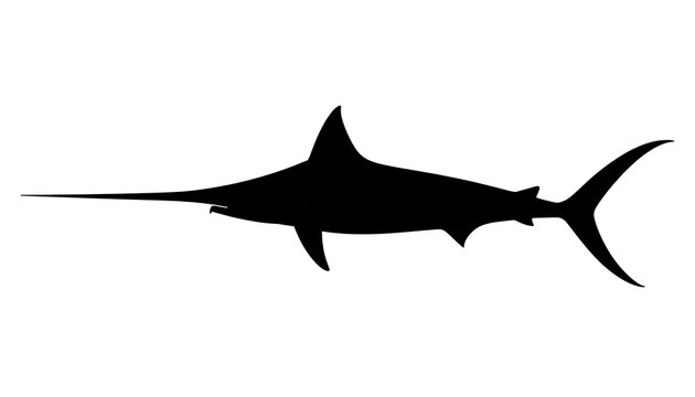 Black silhouette of a swordfish. Isolated graphic of a marlin swimming in profile.