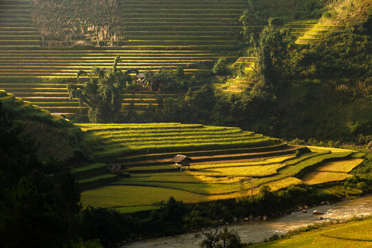 Golden ripe rice terraces in Mu Cang Chai, Vietnam. Iconic autumn landscape and famous travel destination.