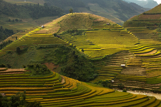 Golden ripe rice terraces in Mu Cang Chai, Vietnam. Iconic autumn landscape and famous travel destination.