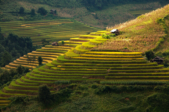Golden ripe rice terraces in Mu Cang Chai, Vietnam. Iconic autumn landscape and famous travel destination.