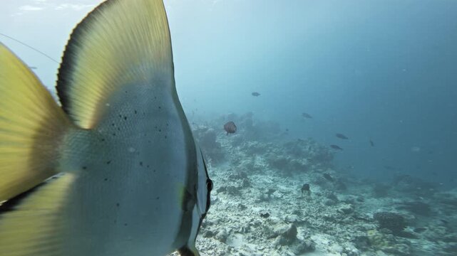 A side-on tracking view follows the large batfish as its spotted silver body and broad yellow fins fill the frame above coral rubble, with other reef fish crossing blue Maldivian water.