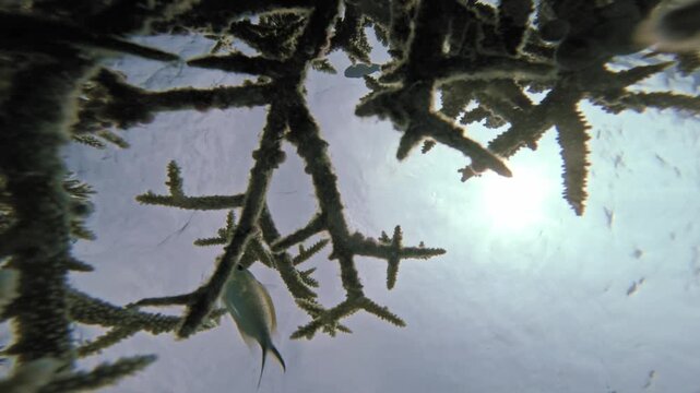 A static low-angle underwater view shows tropical reef fish swimming above branching coral, silhouetted against bright sunlight and the rippling sea surface in the Maldives.
