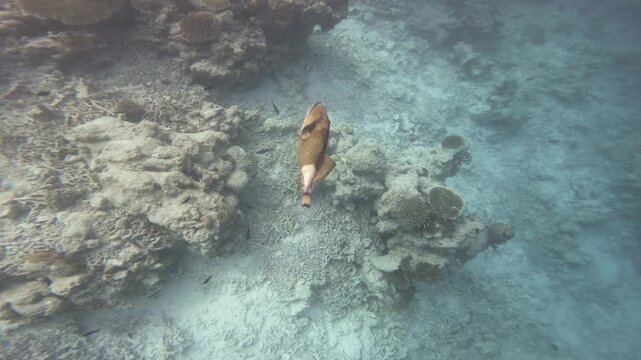 An underwater tracking shot follows a titan triggerfish swimming over a tropical coral reef, progressing from a wide view to a dramatic close-up in the Maldives.