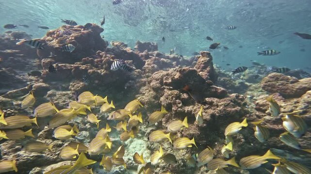 A dense mass of yellow bluestripe snapper streams over rocky coral outcrops while black-striped sergeant majors dart through clear, sunlit shallows on a tropical reef in the Maldives.