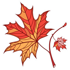 Fototapeta premium Autumn maple leaf branch botanical drawing with botanical