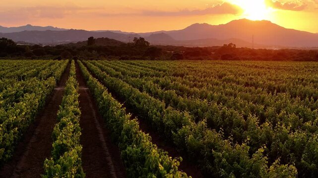 Aerial view of vineyard field at sunset in Sardinia, Italy