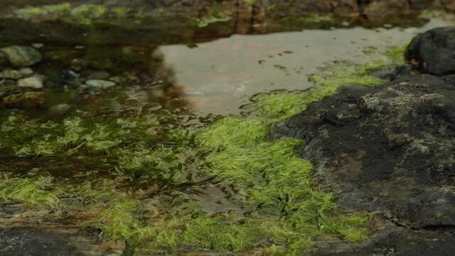 Bright green stringy algae drift gently in a shallow rock pool beside dark coastal bedrock on an overcast day.