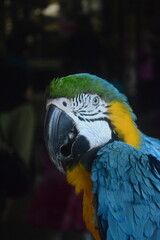 Blue-and-yellow macaw close-up portrait, vibrant plumage with striking feather details, curved black beak, macro wildlife photography highlighting exotic bird beauty © muhammad