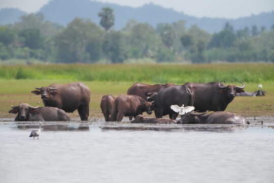 A cattle egret spreads its white wings among a group of standing water buffalo, in a warm tropical marsh where water buffalo and egrets form a long-standing partnership