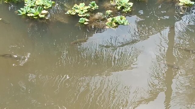 A calm freshwater pond with several fish visible beneath the slightly murky water surface. Reflections of palm trees create a natural pattern across the water, while floating water lettuce grows along