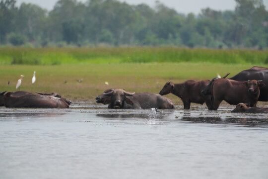 A splash breaks the surface in front of water buffalo lying in the shallow lake, in a shallow freshwater marsh in southern Thailand where the herd cools through the heat of the day