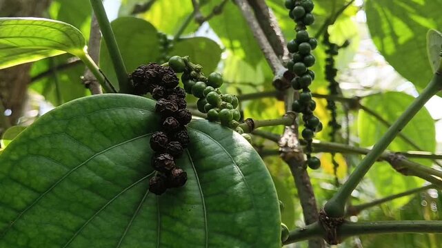 Close-up of a ripening black pepper (Piper nigrum) spike hanging from the vine, showing green, red, and mature black peppercorns at different stages of development