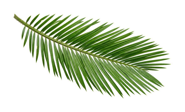 Tropical palm leaf png Vibrant palm frond png Green palm leaf cutout Exotic palm branch png Realistic palm leaf png Lush palm frond cutout isolated transparent background image