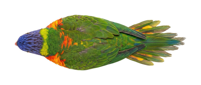 Vibrant lorikeet png Colorful parrot cutout Tropical bird png Bright lorikeet cutout Exotic parrot png Green bird cutout Rainbow lorikeet isolated transparent background image