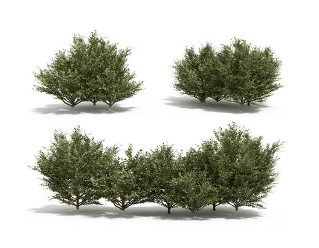 Set of green bushes and shrubs isolated on white background