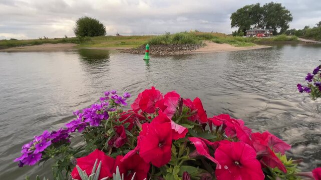Natural Riverside Shoreline and Trees Viewed from Moving Vehicle Ferry During Summer River Crossing with Calm Water and Scenic Landscape