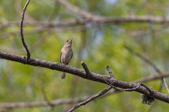 The Carolina wren (Thryothorus ludovicianus). This wren is the state bird of South Carolina.