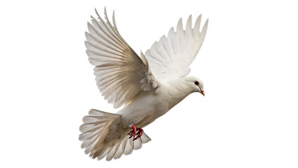 Fototapeta premium White dove bird flying in air isolated on transparent background for peace concepts