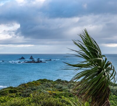 Cape Foulwind, Westport, West Coast, Neuseeland, Phormium tenax. Felsformationen im Tasmansee bei Tauranga Bay an der Kueste der Suedinsel.