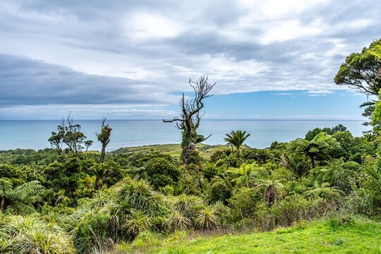 Rhopalostylis sapida, Nikau Palme im Paparoa Nationalpark bei Punakaiki, West Coast, Neuseeland. Regennaturwald und Bucht mit Tasmansee an der Kuestenstrasse Great Coast Road.